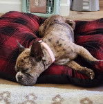 Un Frenchton allongé sur un coussin et portant un collier autour du cou