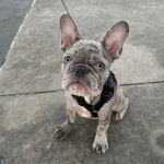 Un Frenchton assis sur une surface bétonnée et qui est tenu en laisse 