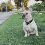 Un Frenchton assis sur une surface herbeuse et portant un collier autour du cou