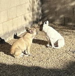 Deux Frenchton assis sur une surface rocailleuse 