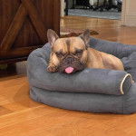 Un Frenchton allongé dans un panier et tirant la langue 