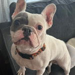 Un Frenchton sur un canapé et portant un collier autour du cou