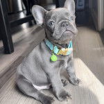 Un Frenchton assis sur un plancher et portant un collier autour du cou