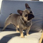 Un Frenchton sur un canapé et regardant vers la caméra