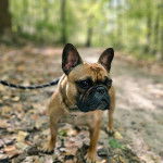 Un Frenchton sur un sol jonchés de feuilles mortes et qui est tenu en laisse
