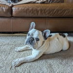 Un Frenchton allongé sur une moquette et regardant vers la caméra