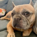 Un Frenchton allongé sur un canapé et regardant la caméra