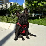Un Frenchton assis sur une surface bétonnée et portant un harnais 