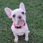 Un Frenchton assis sur une surface herbacée et portant un collier autour du cou