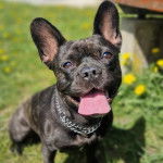 Un Frenchton tirant la langue et portant un collier autour du cou