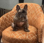 Un Frenchton assis sur un canapé et portant un collier autour du cou