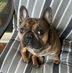 Un Frenchton assis sur un fauteuil et regardant vers la caméra 