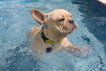 Un Frenchton nageant dans une piscine et portant un collier autour du cou