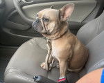 Un Frenchton assis sur le siège d'une voiture et qui est tenu en laisse 