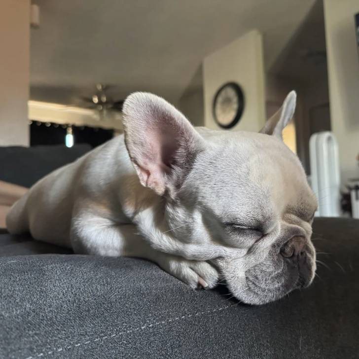 Un Frenchton allongé sur un canapé et semblant dormir