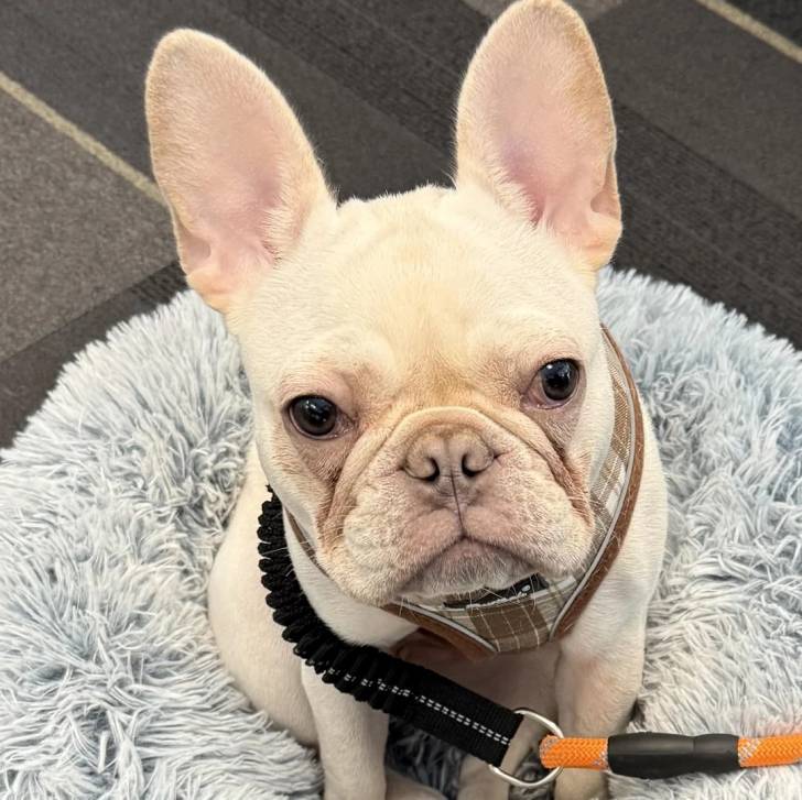 Un Frenchton assis dans un panier et qui est tenu en laisse 