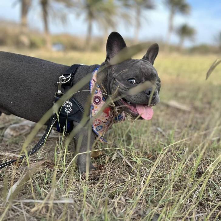 Un Frenchton sur une surface herbacée tirant la langue et qui est tenu en laisse 