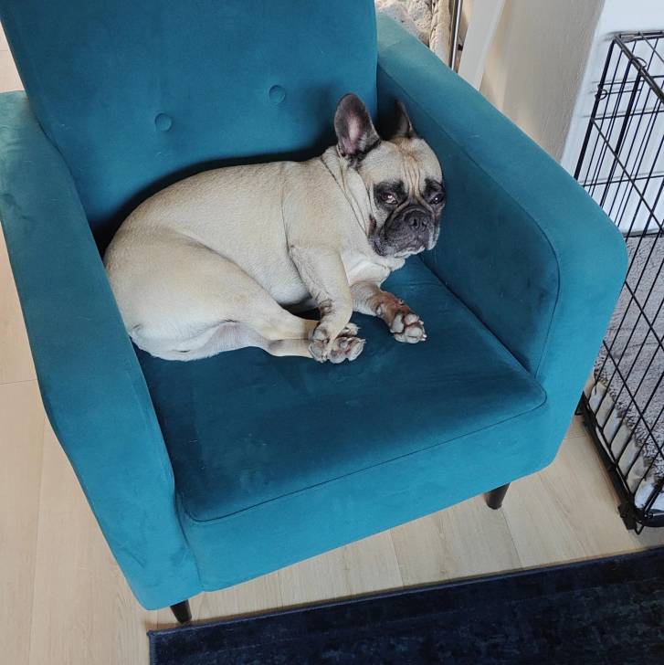 Un Frenchton allongé sur un canapé et regardant vers la caméra 