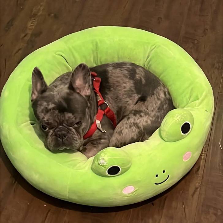 Un Frenchton allongé dans un panier et portant un harnais 