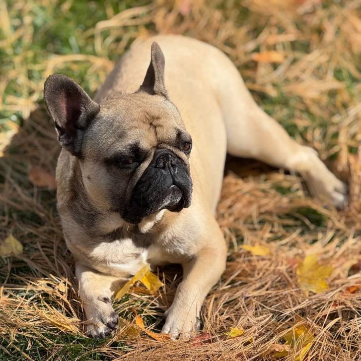 Un Frenchton allongé sur une surface herbacée et semblant détendu