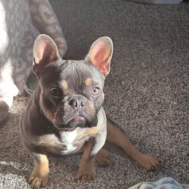 Un Frenchton assis sur un tapis et regardant vers la caméra