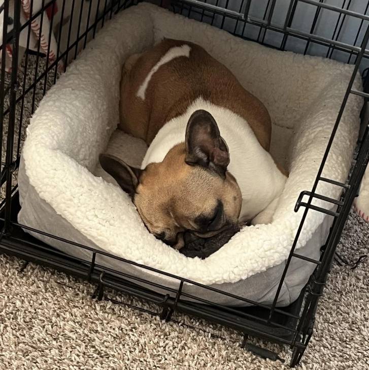 Un Frenchton allongé dans un panier et semblant dormir