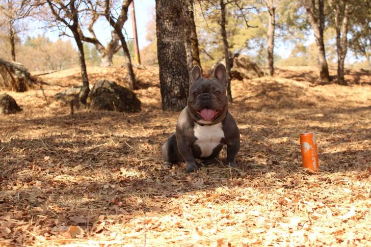 Un Frenchton assis sur un terrain herbeux et portant un collier autour du cou