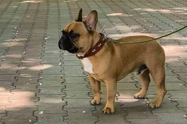 Un Frenchton sur un sol pavé et qui est tenu en laisse 