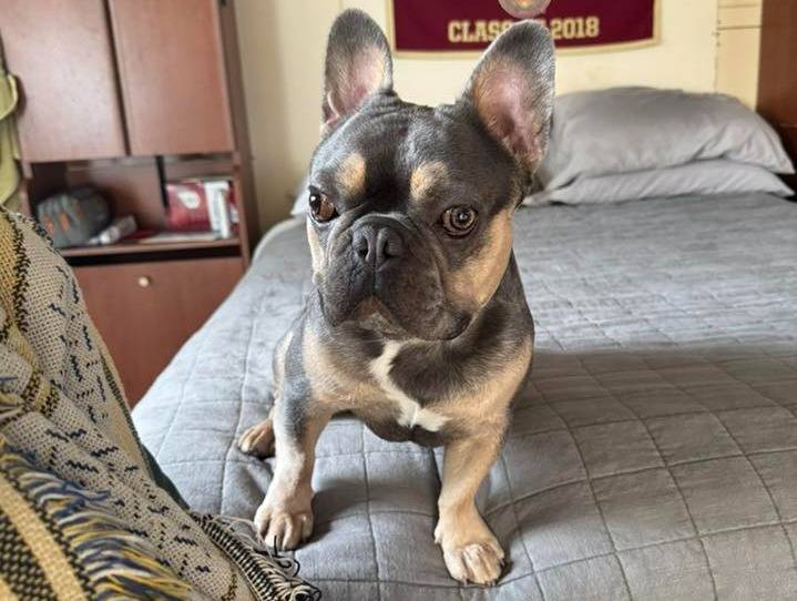 Un Frenchton sur un lit et semblant détendu 