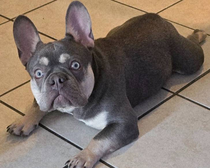 Un Frenchton allongé sur un sol carrelé 