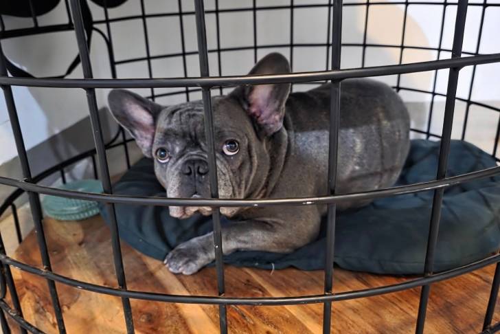 Un Frenchton allongé dans une cage et semblant détendu 