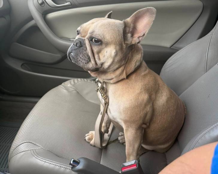 Un Frenchton assis sur le siège d'une voiture et qui est tenu en laisse 