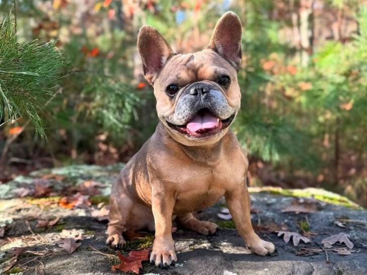 Un Frenchton assis sur un rocher 