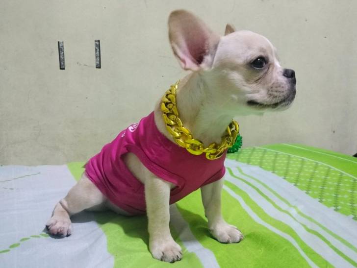 Un Frenchton assis sur un lit et portant un collier autour du cou