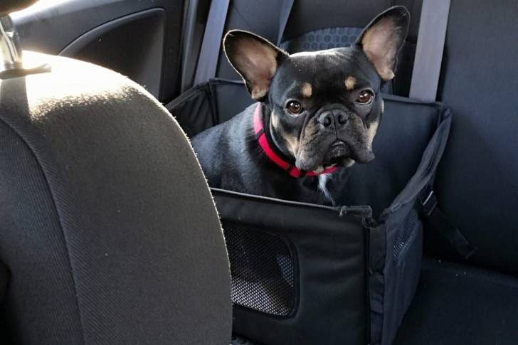 Un Frenchton assis dans un panier et portant un collier autour du cou