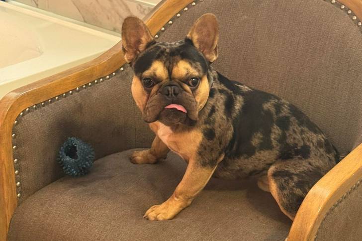 Un Frenchton assis sur un fauteuil et tirant la langue 