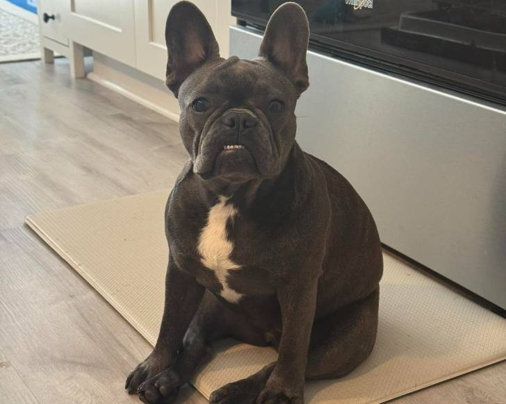 Un Frenchton assis sur un tapis et semblant détendu