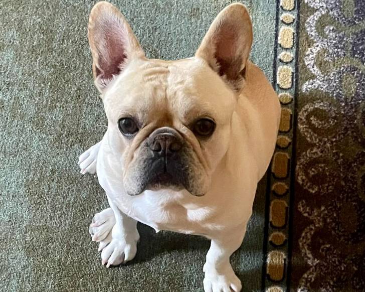 Un Frenchton assis sur un tapis et regardant vers la caméra 