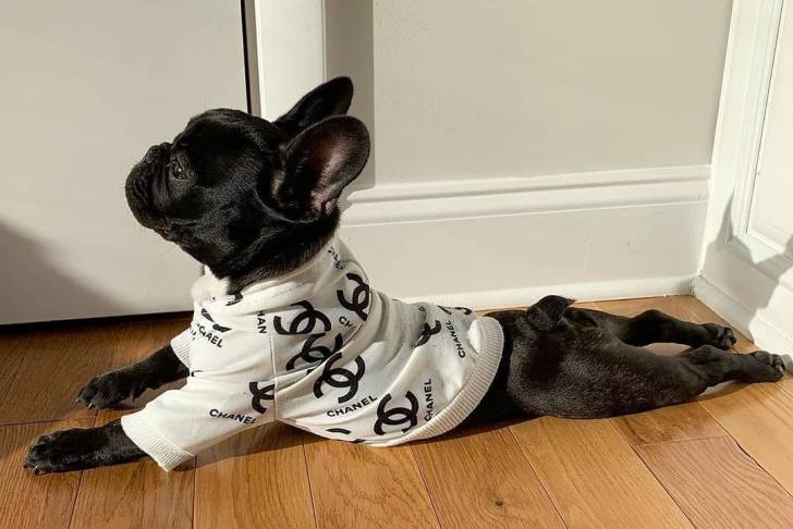 Un Frenchton allongé sur un plancher et portant un habit pour chien 