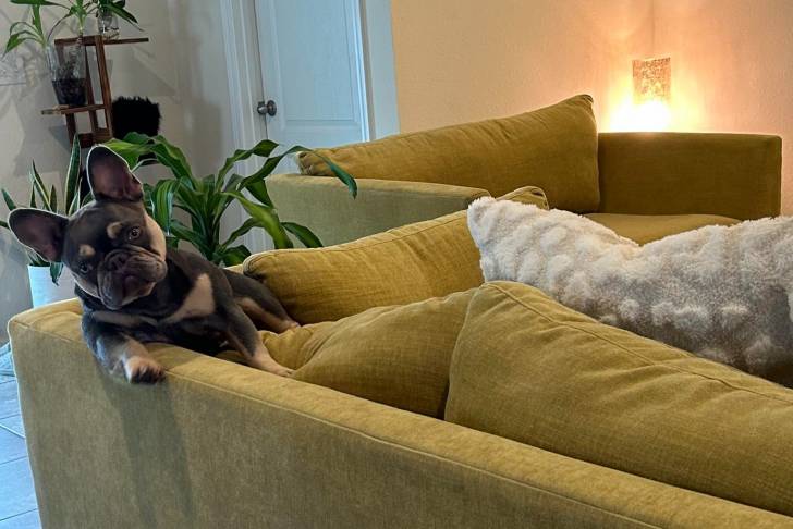Un Frenchton allongé sur un canapé et semblant détendu 