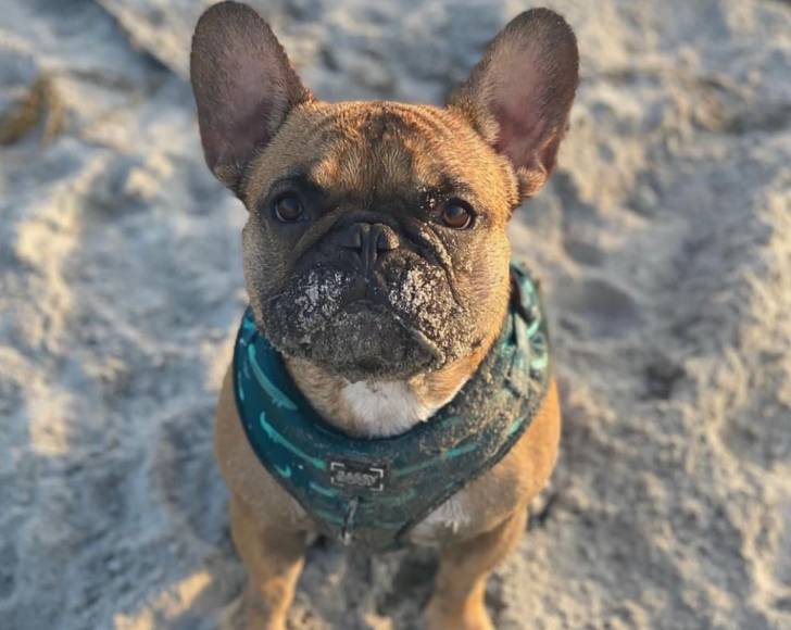 Un Frenchton assis sur une surface sableuse et portant un harnais 