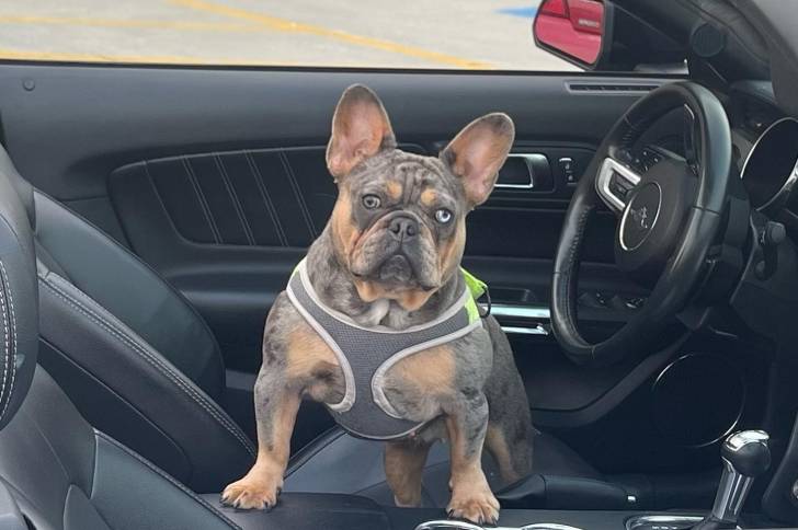 Un Frenchton dans une voiture et portant un harnais 