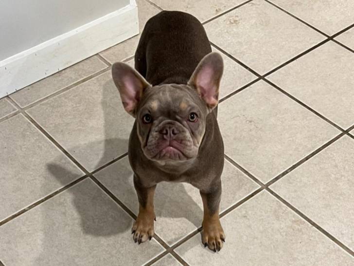 Un Frenchton sur un sol carrelé 