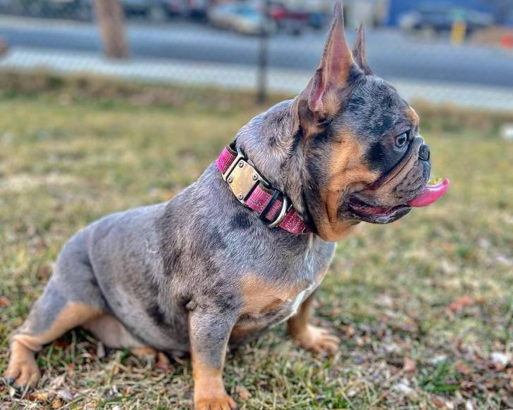 Un Frenchton tirant la langue et portant un collier autour du cou