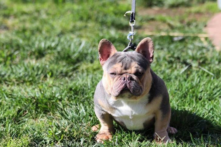 Un Frenchton assis sur une surface gazonnée et qui est tenu en laisse 
