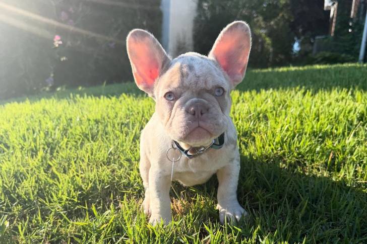 Un Frenchton assis sur une surface herbacée et portant un collier autour du cou