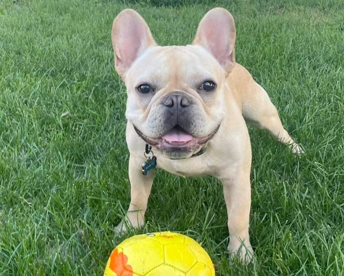Un Frenchton sur un terrain herbeux et portant un collier autour du cou