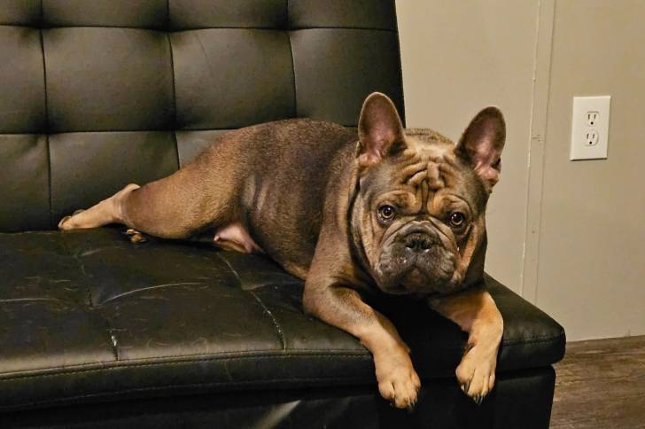 Un Frenchton allongé sur un canapé 