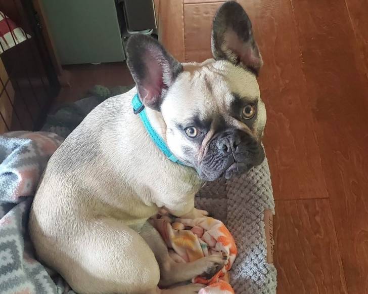 Un Frenchton assis dans un panier regardant vers la caméra et portant un collier autour du cou