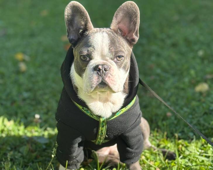 Un Frenchton assis sur une surface gazonnée portant un manteau pour chien et qui est tenu en laisse